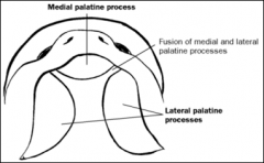.Downgrowth of medial nasal prominence 
(Fusion with lateral palatine processes starts anteriorly, then moves back)