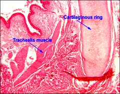 Mucosa
Submucosa
Cartilagenous layer
Adventitia