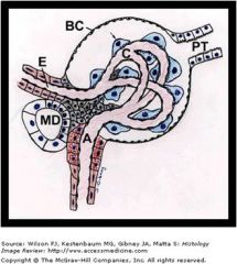 This particular arrangement, a capillary network flanked by two arterioles (instead of an arteriole and a venule) is called the glomerulus or arterial portal system.