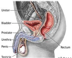 In males, the base of the bladder lies between the rectum and the pubic symphysis. It is superior to the prostate, and separated from the rectum by the rectovesical (pouch)*** excavation.