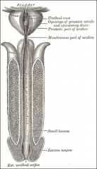 Male 
Urethral glands:  dbl up from =