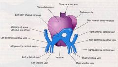 DEVELOPMENT OF RIGHT  ATRIUM

The smooth part of the right atrium, the sinus venarum, is derived from the =