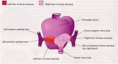 sinus venosus

whereas the muscular part, the auricle, is derived from the =