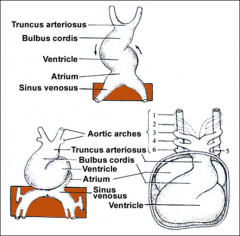 4th
5th

aortic arches.