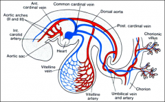 .DEVELOPMENT OF VENOUS SYSTEM

hepatic veins form from =

portal vein develops from  =
