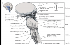 different reflexes allow for you to test the integrity of different areas of the brainstem.