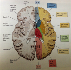about half middle cerebral, half anterior choroidal