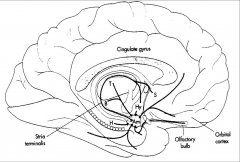 olfactory bulb, prefrontal cortex on ipsilateral side, thalamus, hypothalamus, and brainstem