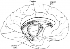 mammilary nuclei, hypothalamus, anterior nucleus of the thalamus