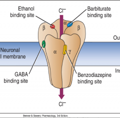 alcohol has binding site on GABA receptor so can have depressant effects