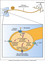 They block the release of NT from the presynaptic neuron.  Primary way is blocking glutamate receptors.  Morphine blocks the Na,Ca2+ channels on the glutamate receptor.  Decreased release of Ca2+ decreases release of NT filled vesicles