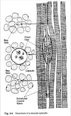 nuclei in the middle, and actin/myosin located on either end of the spindle cell.  attached in parallel to the extrafusal muscle.  So when extrafusal cell elongates, the nuclear bag fiber also elongates