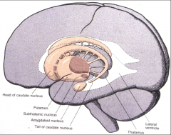 putamen and caudate nucleus