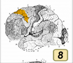 brodman area 8, just anterior to the prefrontal sulcus

projections from here to the striatum  will specifically go to the caudate nucleus  (closer than putamen)
