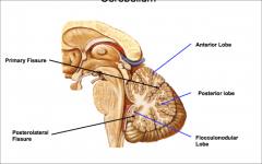 anterior lobe from posterior lobe.