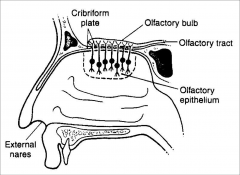 BIPOLAR cells. with a central process (axon) that passes through the cribiform plate in bundles (as fllla) and synapses with cells of the olfactory bulb.