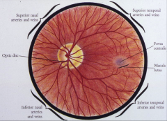 area within the macula lutea that has the highest degree of visual acuity in this area, largest concentration of cones in this area.  it is lateral to the optic disc.  

over 50% of the axons from the optic nerve serve the macula (including the fovea)