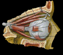 label the 6 muscles of the eye