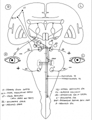 fibers project from the eye to the lateral geniculate, then areas 17 and the 18/19.   then from these ares to the superior colliculi and then to the occulomotor nucleus which goes back to the eye