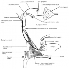 fibers go to 
1) carotid sinus 
2) pharyngeal mucosa (afferent limb of gag reflex) 
3)  taste buds (posterior 1/3 of the tongue) 
4) partoid gland (motor)