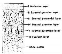 what can you say about the axons in the granular layer?