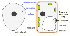 Animal cells contains a cell membrane, a cytoplasm and a nucleus. Plant cells contains all of the above as well as chloroplasts, vacuoles and cell walls.