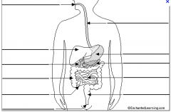 Label the parts of the alimentary canal (from top to bottom).