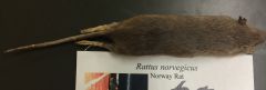 brown rat


found: all of MI


gray belly, scaly rat tail w/ furry extension