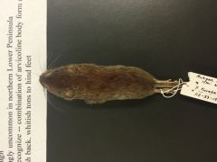 red backed vole


found: UP, northern LP


red patch on back