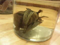 What phylum is this? 

(it's a bat)