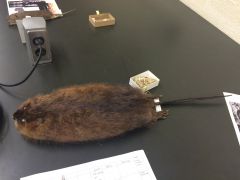 Muskrat


found: all of MI


zygomatic bubble, large, pinched bone btwn orbits
