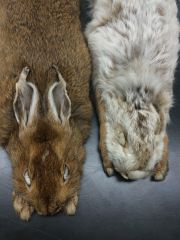 snowshoe hare


found: all UP, N 1/2 of LP


white border on ears, white diamond on head, all white in winter