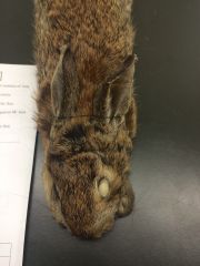 eastern cottontail


found: all LP, W 1/2 of UP


most brown ears, white tail