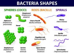A. Coccus, Rod (bacillus), Vibrio/Spirals (curved rod)
B. Spirillum, spirochete