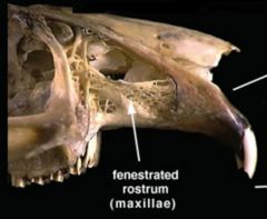 hares and rabbits


found: worldwide except Madagascar, SE Asia


fenestrated maxilla, tiny second set of incisors