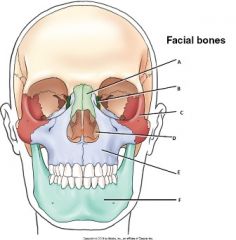 Label the facial bones