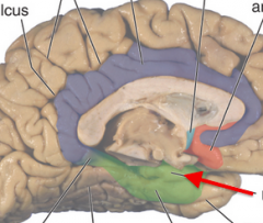 most anterior point of parahippocampal gyrus