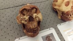 1. what organism is this?
2.when did they appear?
3.how does their brain size compare to other australopithecus?
4. what unique characteristics are found in this species
5. where are these fossils from?
