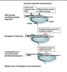Telomerase
    TERT
    Guide RNA (TERC)