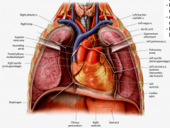 -Mostly on left
-Apex pointed anteroinferiorly
-Right surface is mostly right atrium
-Anterior surface is mostly right ventricle
-Left surface is mostly left ventricle