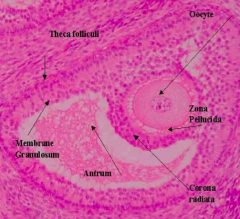 - Zona Pellucida
- Oocyte
- Cumulus Oophorus
- Corona Radiata
- Antrum Cavity
- Theca Externa