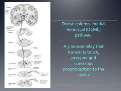 What are the 3 neurons involved in the DCML tract?
