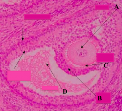 What part of the Graafian follicle is a stalk of cells supporting the oocyte (A) and corona radiata (B)?