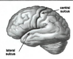 -lateral sulcus
-central sulcus