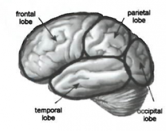 -frontal lobe
-parietal lobe
-occiptal lobe
-temporal lobe