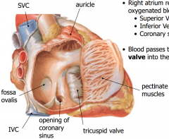 -Atria are the receiving chambers that pump blood into the ventricles
-Right atrium receives poorly oxygenated blood from body 
    -Superior Vena Cava
      -Inferior Vena Cava
      -Coronary sinus
-Blood passes through tricuspid valve into righ...