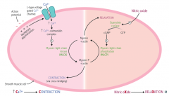 1. Nitric Oxide stimulates Guanylate Cyclase
2. GC converts GTP to cGMP
3. cGMP stimulates Myosin Light Chain Phosphatase (MLCP)
4. MLCP removes the phosphate group from Myosin
5. Unphosphorylated myosin + actin → relaxation