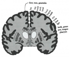 postcentral gyrus
-aka sensory homunculus (little man)
-parts of the body light up on these parts
-left half of body mapped to right side of cortex, reverse for right half
-bigger surface is more representation