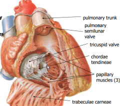 -Right ventricle pumps blood through the pulmonary valve
-Into the pulmonary trunk
-Pulmonary arteries carry low-oxygen blood to the lungs