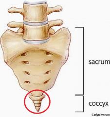 The sacrum is embedded in the pelvis, the tipped end at the bottom is the coccyx.